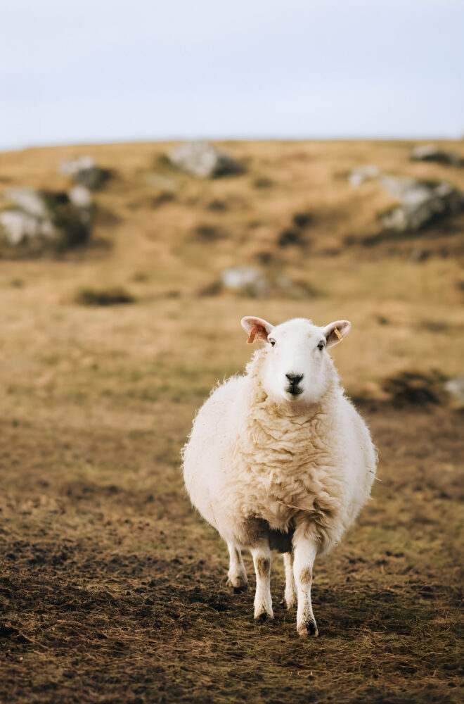 Single sheep standing on rugged Hebridean terrain, source of Harris Tweed wool